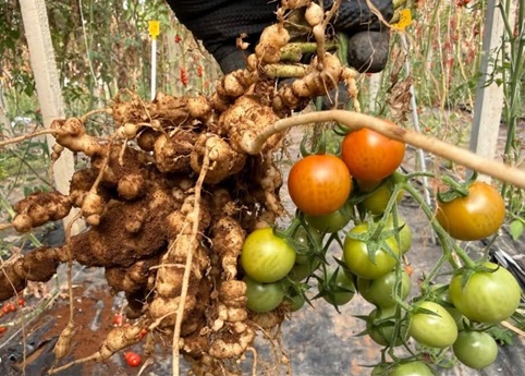 RKN-infected tomato plant showing misshapen roots