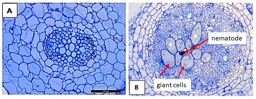 A microscope cross section of healthy and RKN-infected tomato roots showing the giant cells created by the nematode to support its feeding