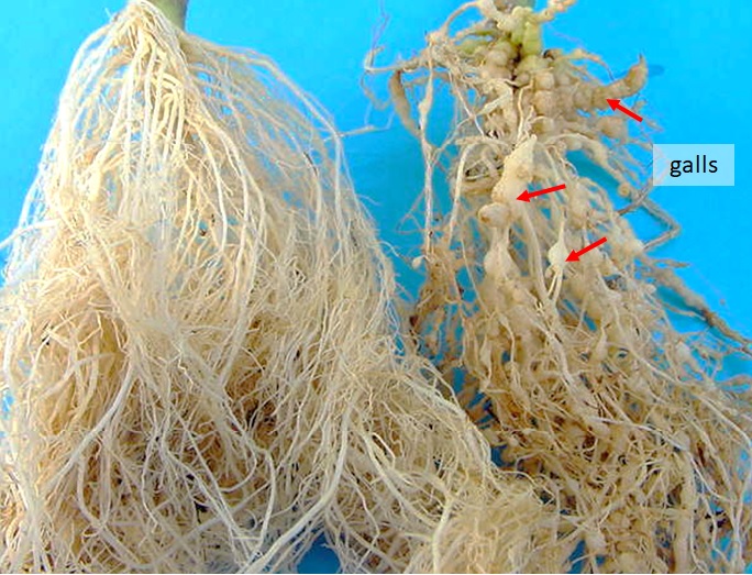 A comparison photo of healthy tomato roots against RKN-infected roots with characteristic galls