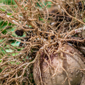 JHI PCN cysts_in_Kenya PCN cysts on potato roots