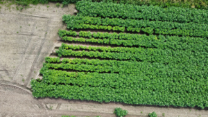 PCN field damage - from JHI Local variations in plant vigour within a field caused by PCN
